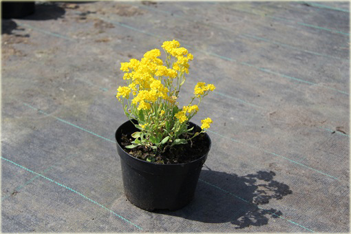 Smagliczka skalna Gold Cushion Alyssum saxatile